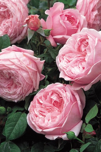 Троянда плетиста ‘Спіріт оф Фрідом’ (бузкова)|Rosa climber Spirit of Freedom|Роза плетистая ‘Спирит оф Фридом’ (сиреневая)